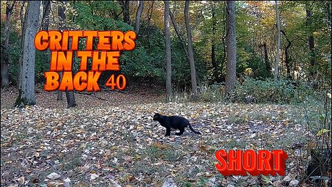 Critters in the Back 40