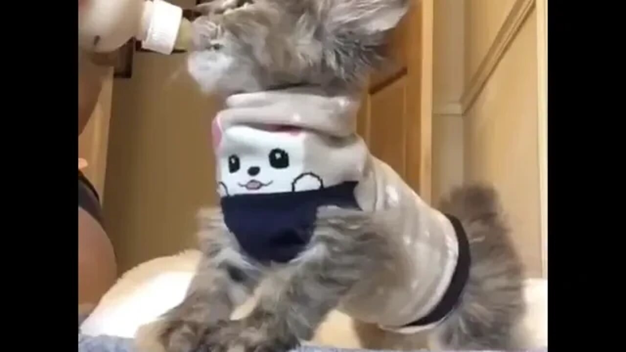 Cutest baby animals Videos Compilation
