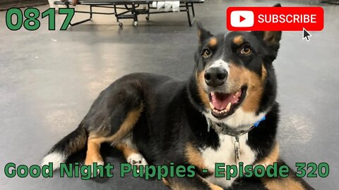 [0817] GOOD NIGHT PUPPIES - EPISODE 320 [#dogs #doggos #doggies #puppies #dogdaycare]