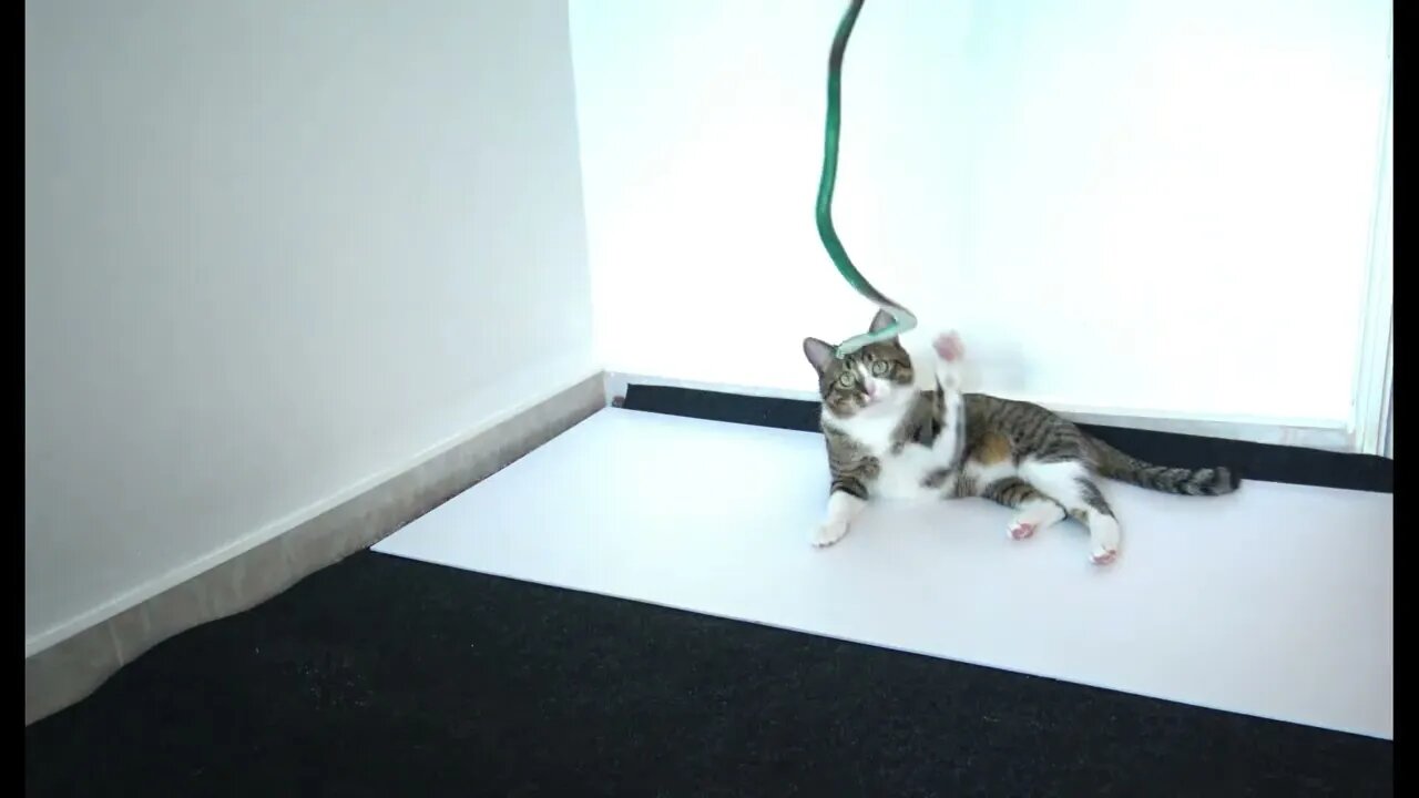 Cat vs. Snake, Cat Is Curious about the Snake