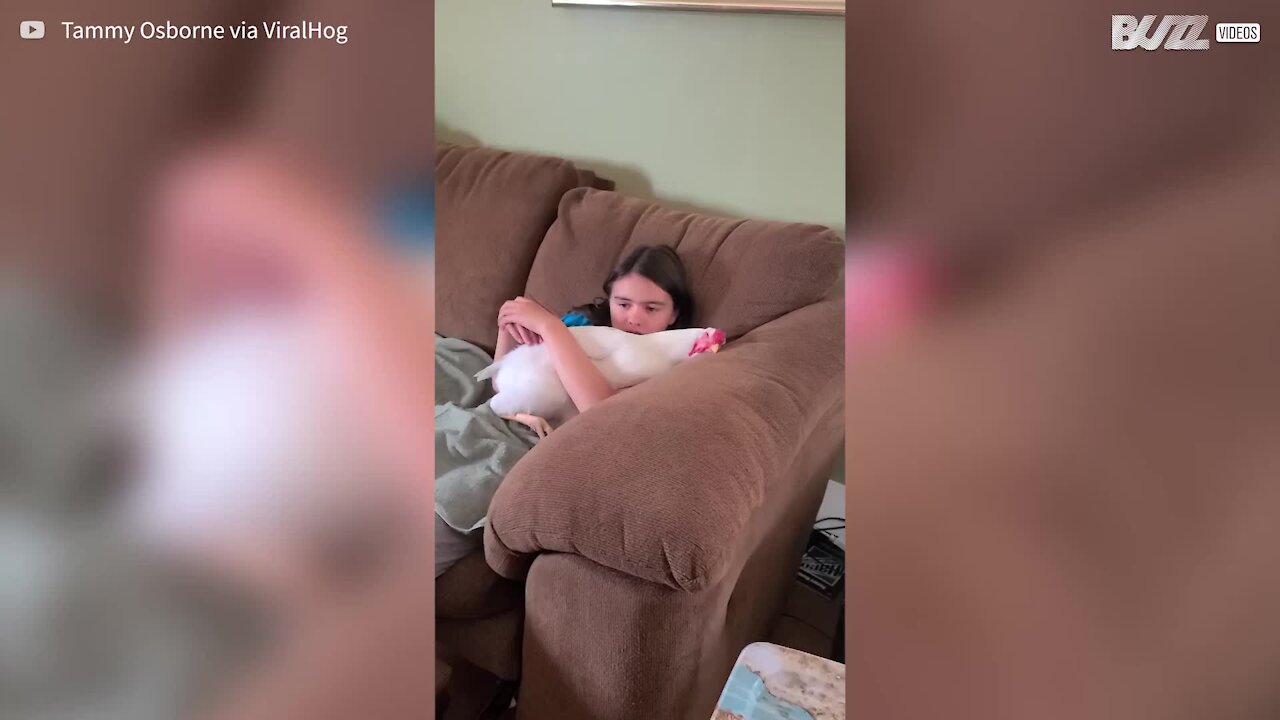 Rooster cuddles with girl on the couch