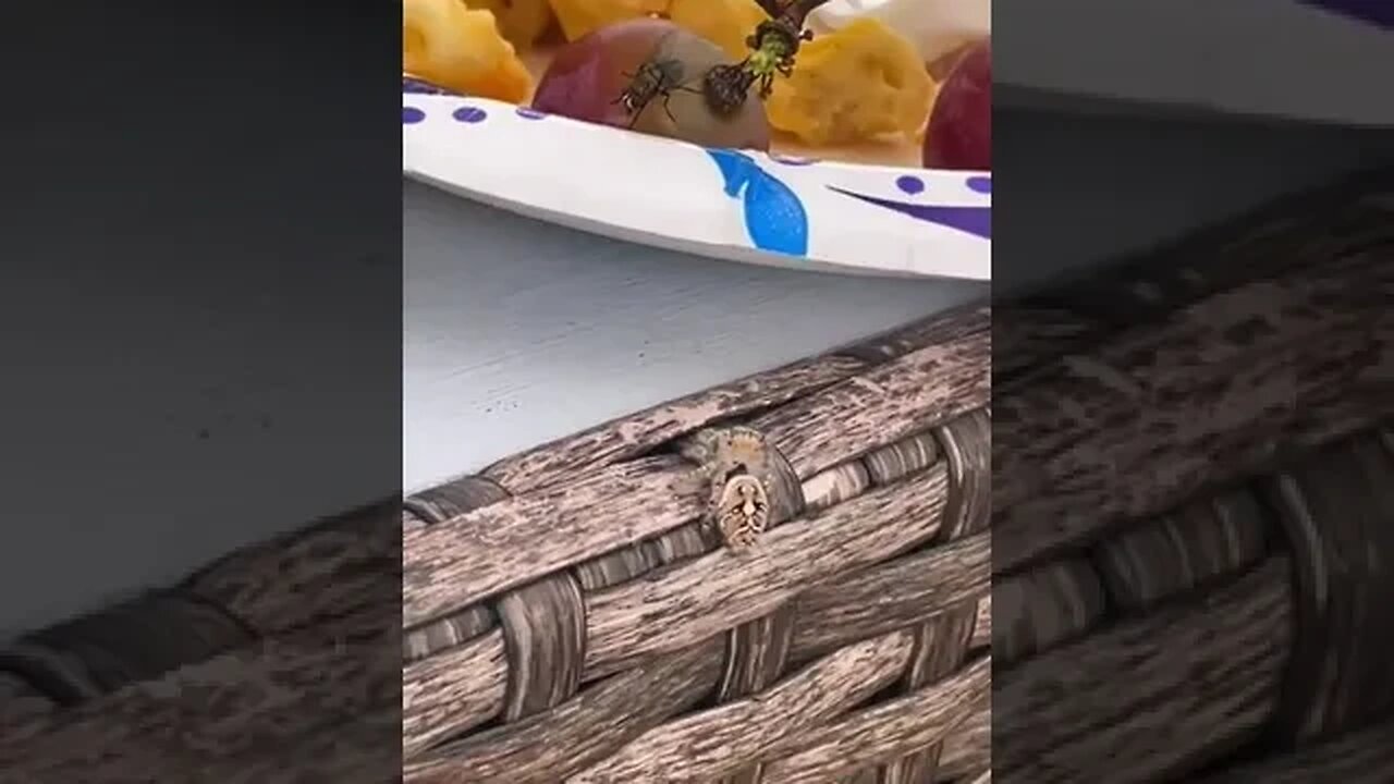 Jumping spider climbs a girl's leg then eats the fly on her plate