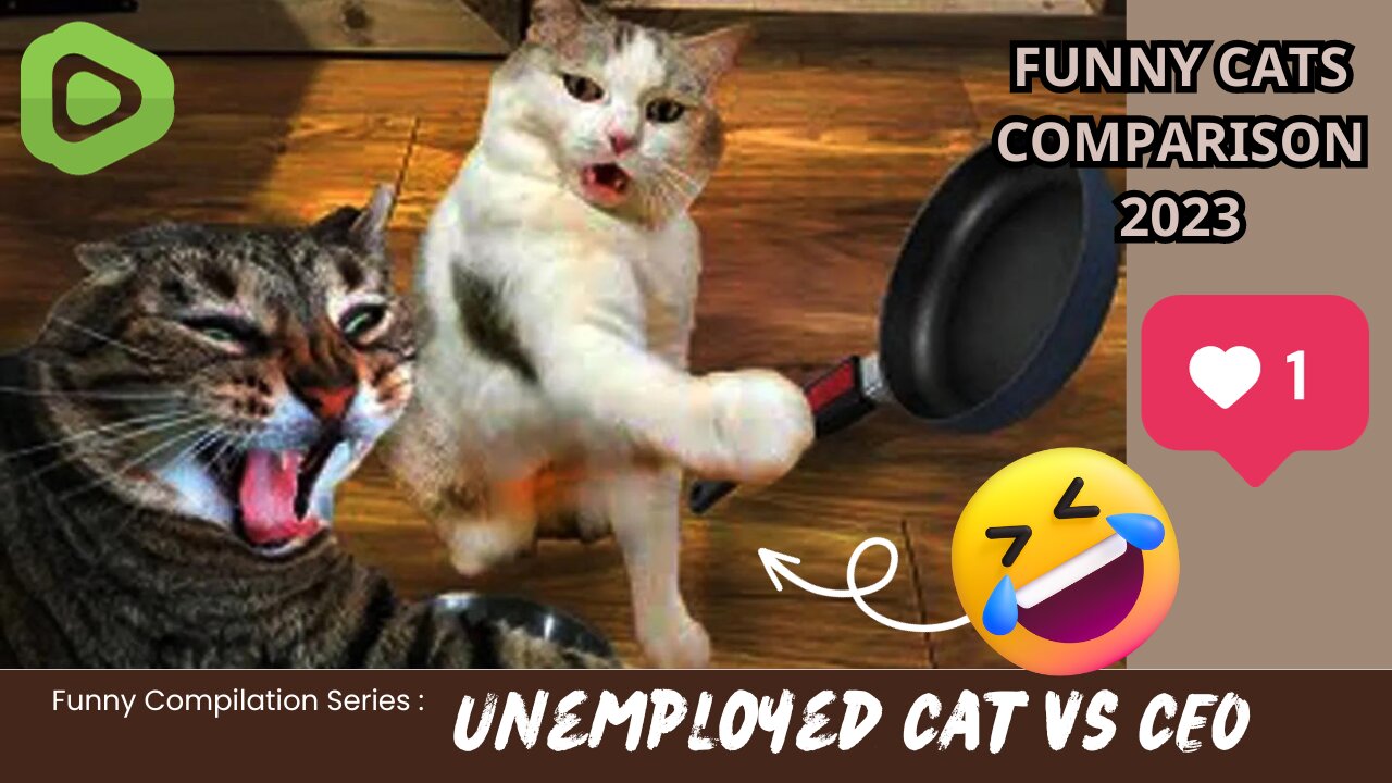 FUNNY CATS COMPARISON 2023