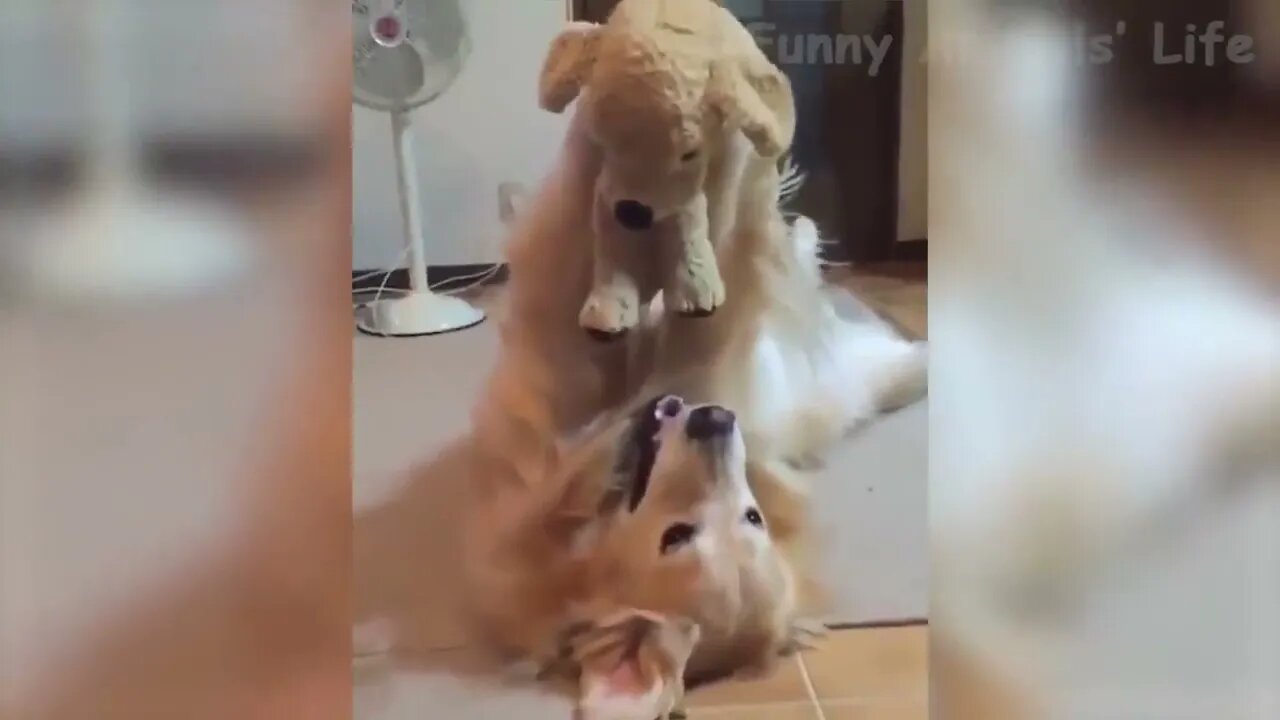 Funny Pets will Brighten Your Day!!!