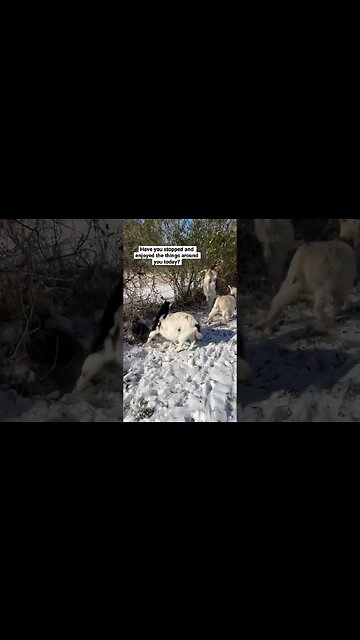 Enjoy the Little Things // Merry Christmas #shorts