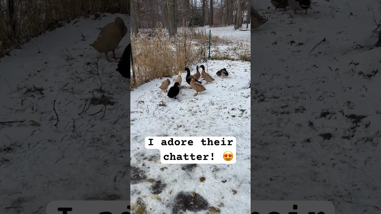 The ducks have A LOT to say this morning #shorts #animals