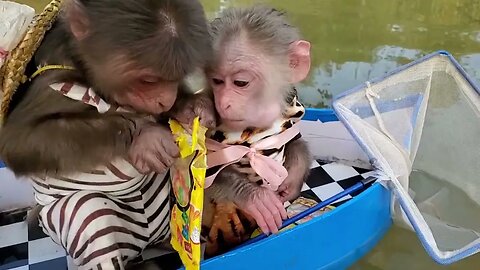 Baby monkey went to catch goldfish, suddenly found an egg in the river