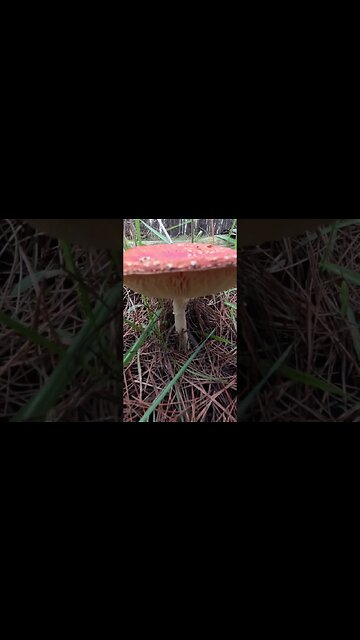 Tripping Through the Forest: Identifying Psy Mushrooms