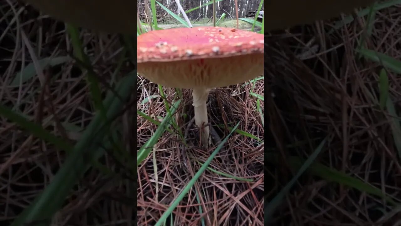 Tripping Through the Forest: Identifying Psy Mushrooms