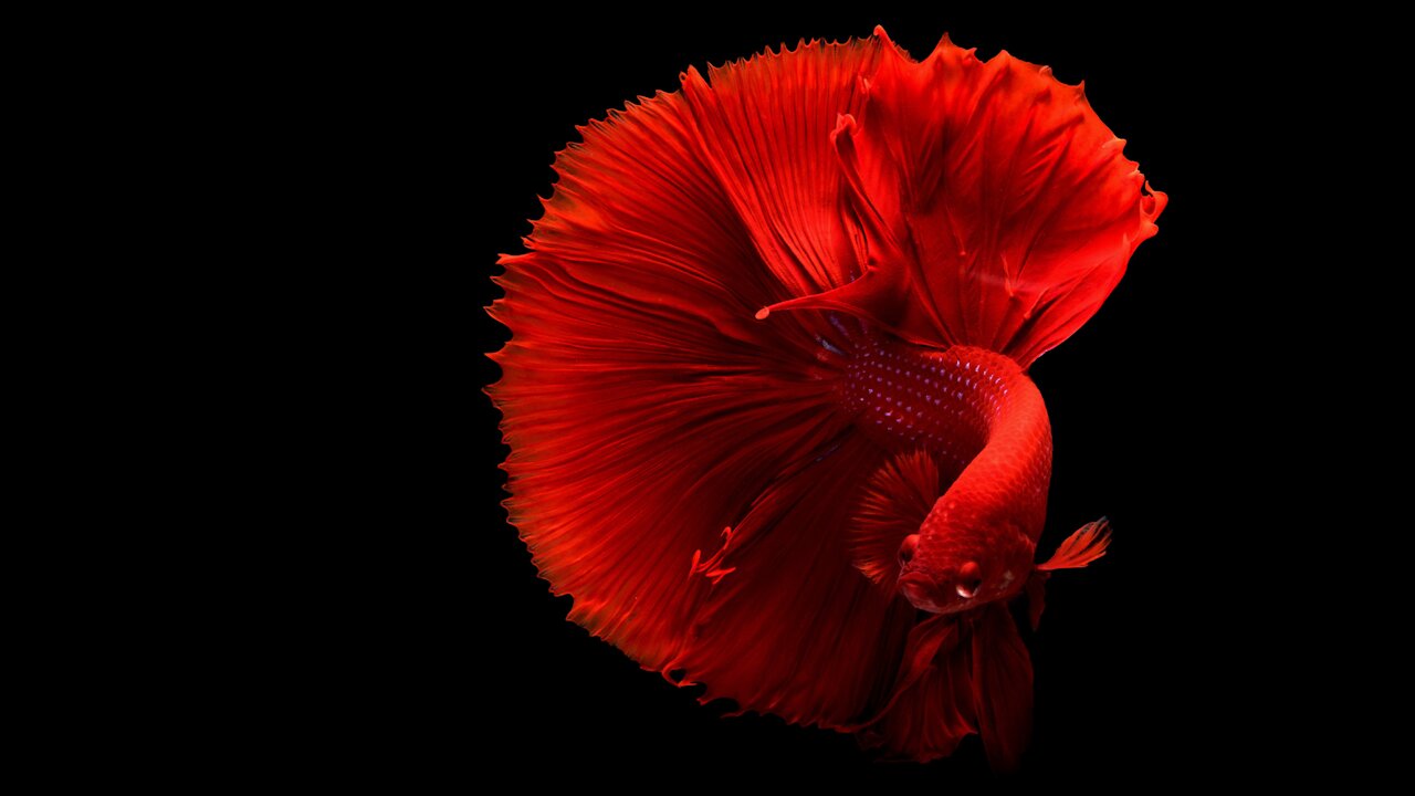 Betta Fish are well known for their beautiful Tails & Fins