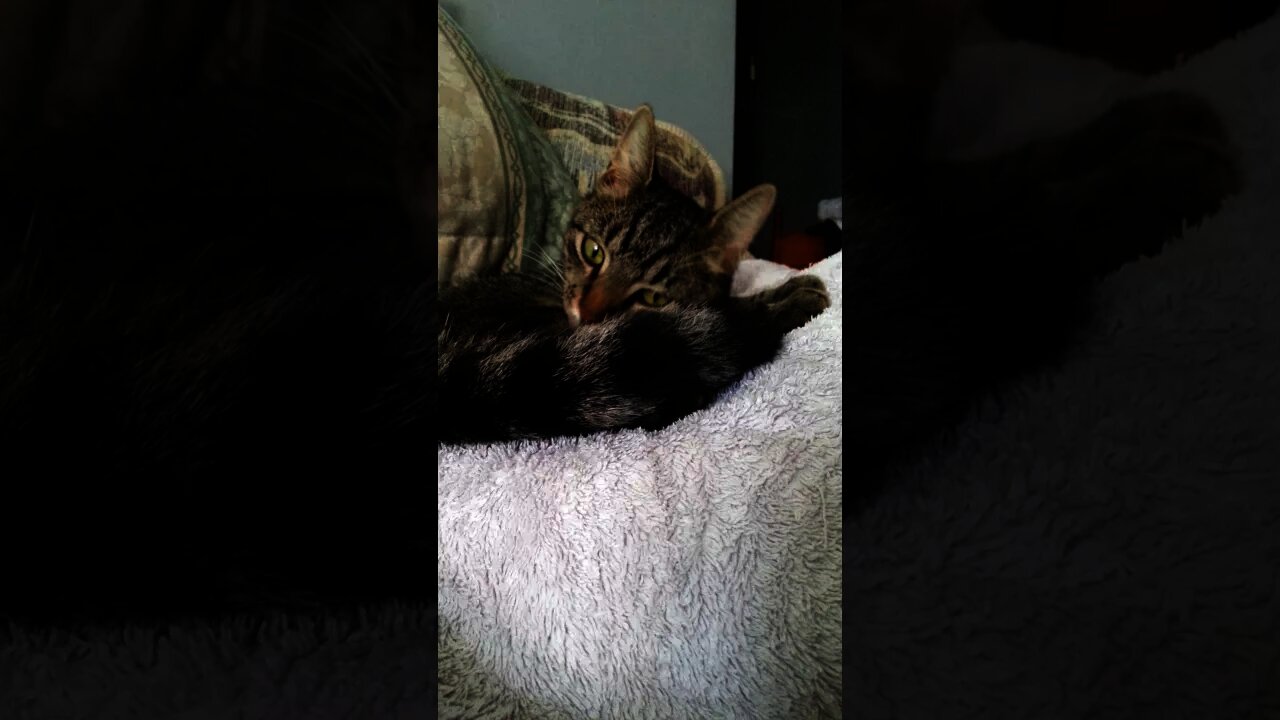 Life of Trigger the Kitty: Silly videos of a crazy alien cat 5