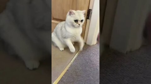 🙀 Epic fights between a cat and a man 🤣 Ninja cats 😸