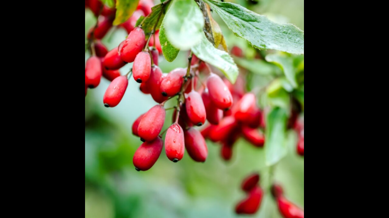 Berberine---Comprehensive Guide---7 Benefits and Anti-Parasitic/Anti-Viral.