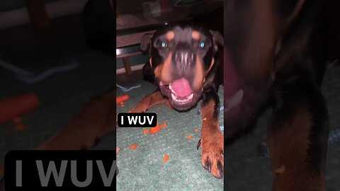 VIRAL CUTE DOG ENJOYS CRUNCHY ASMR #shorts #short #asmr #youtube #viral