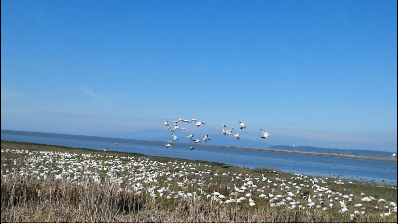 Thousands of Snow Geese near Airport. "BIG DANGER"