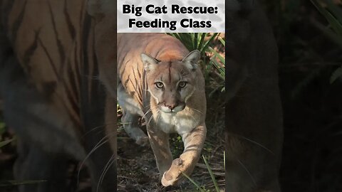 Feeding Class, part 6 of 12 @ Big Cat Rescue