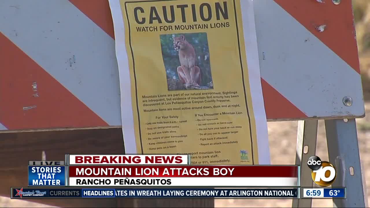 Mountain lion attacks boy in canyon