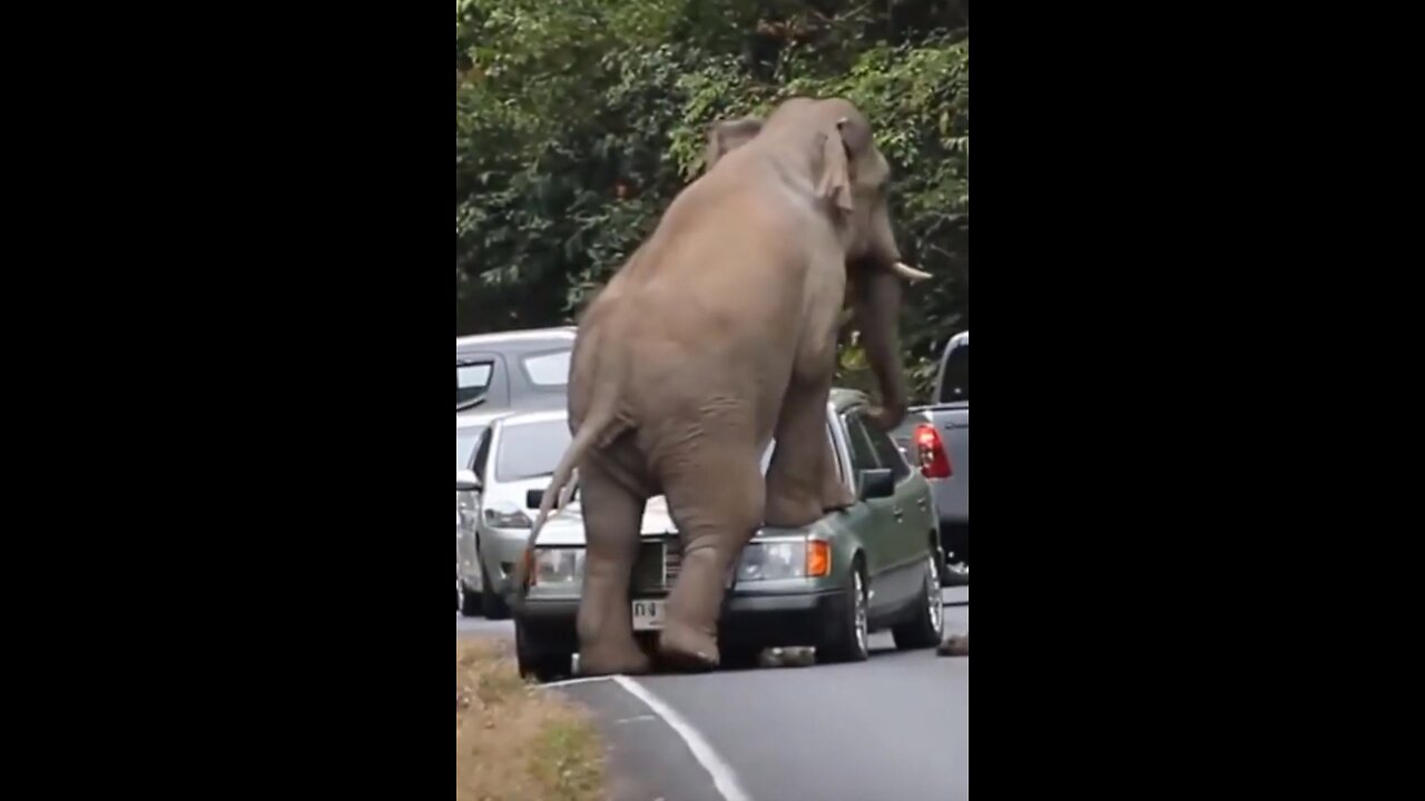 Angry Elephant Breaking Car on road / shocking video