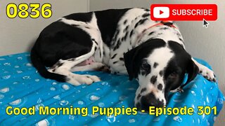 [0836] GOOD MORNING PUPPIES - EPISODE 301 [#dogs #doggos #doggies #puppies #dogdaycare]