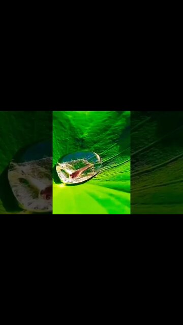 A fish living in a drop of water on a lotus leaf. #shorts #clips #shortsfeed #foryou