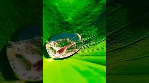 A fish living in a drop of water on a lotus leaf. #shorts #clips #shortsfeed #foryou