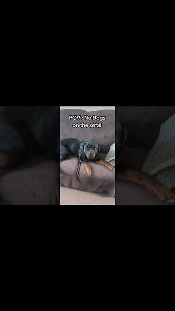 My dogs inner thoughts 💭🧐 #dog #rottweiler #cutepuppy