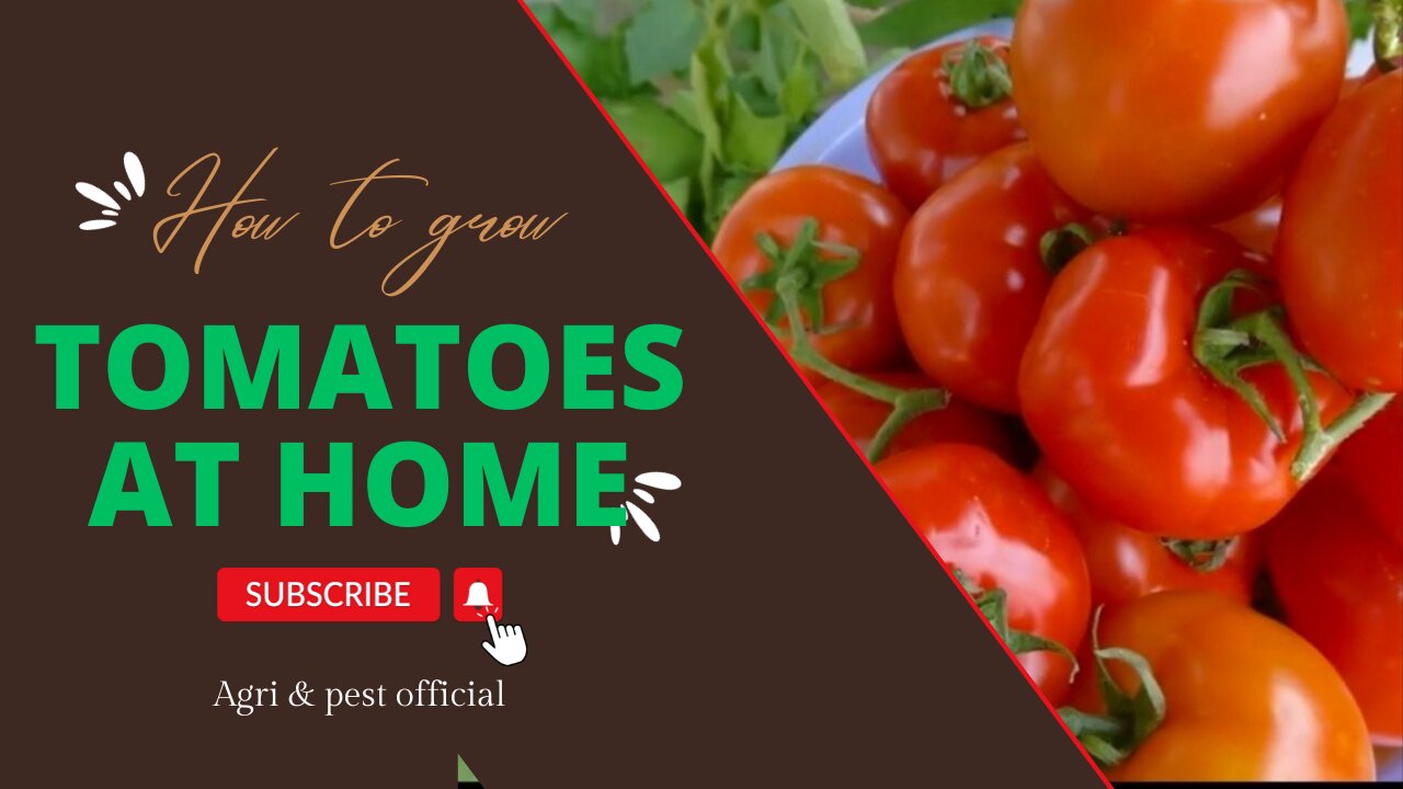 "Homegrown Tomatoes: A Step-by-Step Guide to Cultivating Delicious Produce"