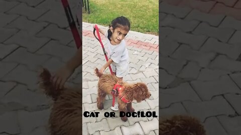 is that a Cat or a Dog Angry Kid viral anger trending ashortsaday shorts reels funny comedyvideo