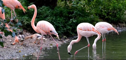 HERMOSOS FLAMINGOS COMIENDO JUNTO A PATOS