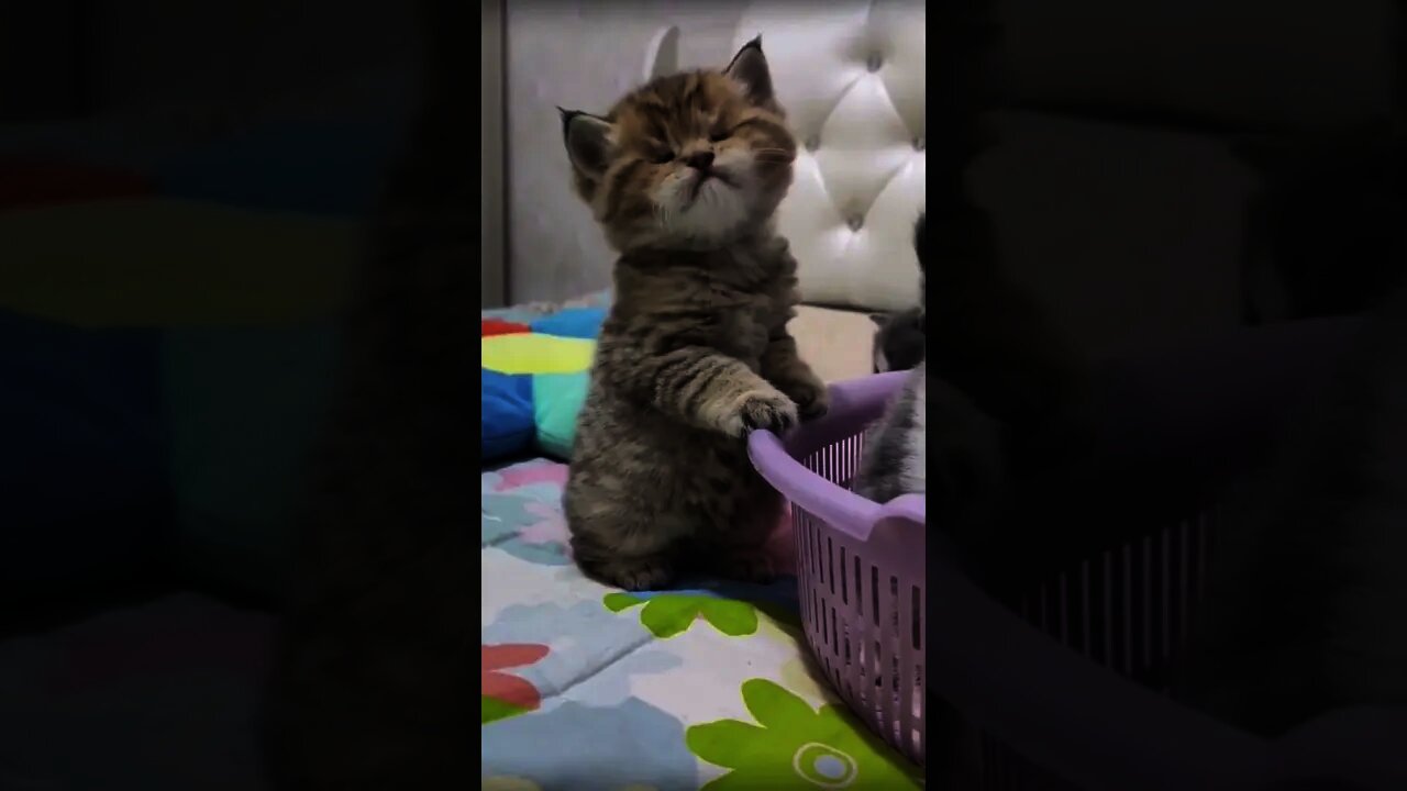 Cute and Funny Cat Video Compilation 2021 _Part _06 #shorts