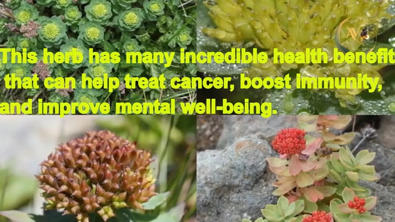 Good Thoughts -Benefits of Rhodiola Rosea in cancer