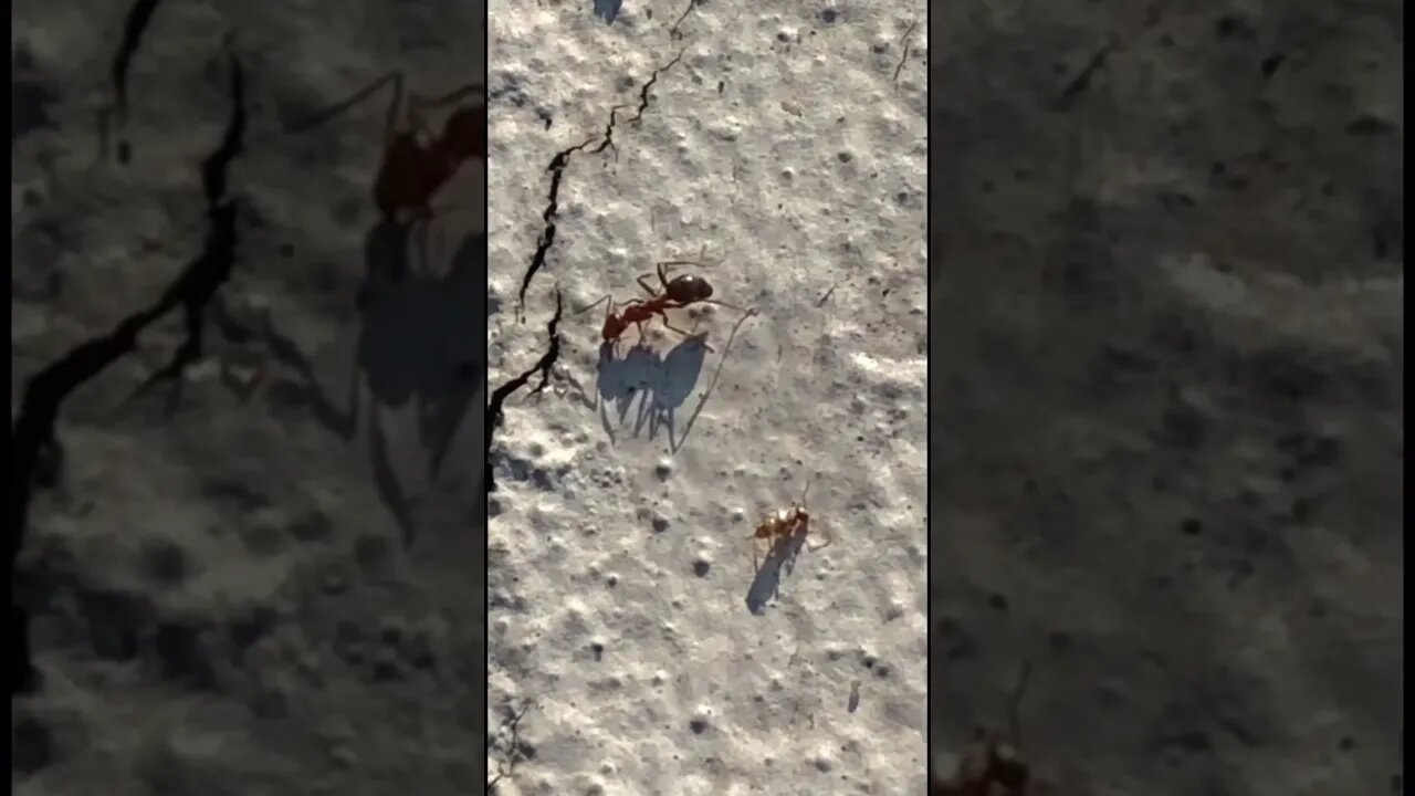 🐜