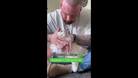 Animals Chiropractic