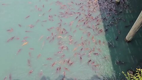 look at all the carp