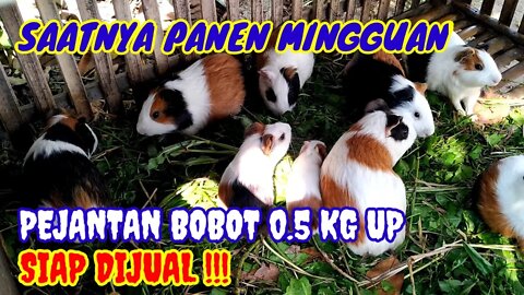 SAATNYA PEMISAHAN MARMUT JANTAN 0.5 KG UP UNTUK DIJUAL