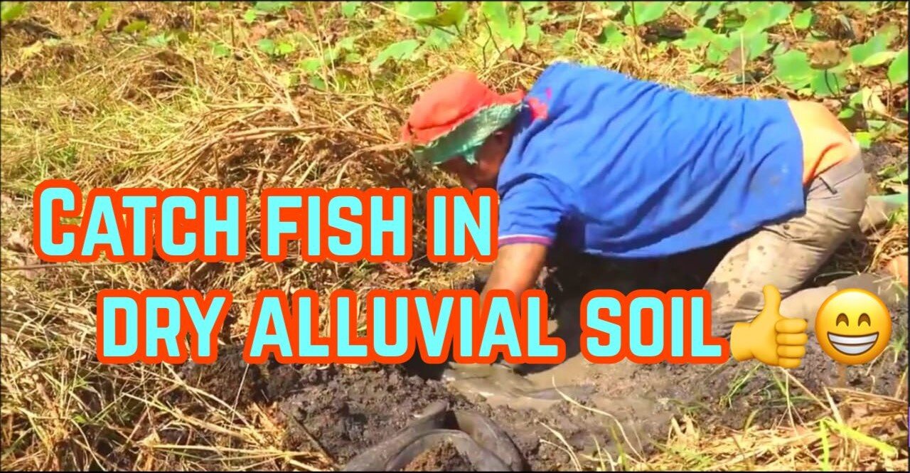 Catch fish in dry alluvial soil at countryside.