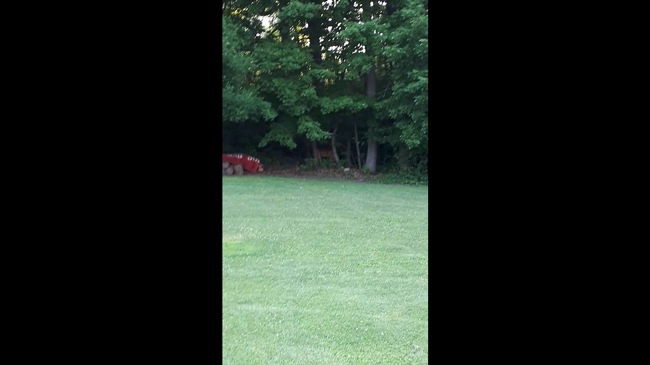 Deer in the forest