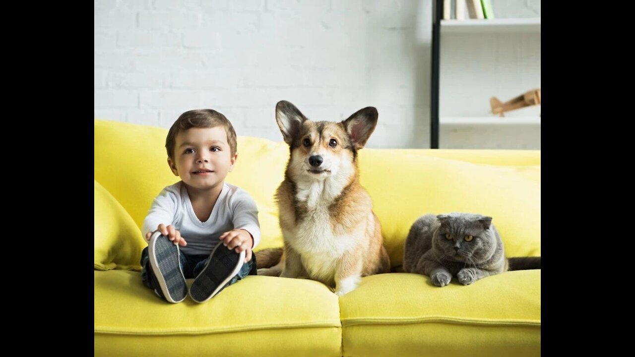 Try Not To Laugh #3 Cat, Dogs, and Bears Oh My...