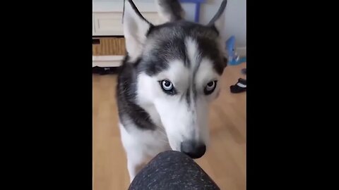 Funny Animal Video #22 April 2023 Funniest Cat and Dog Videos