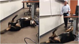 Un invité surprise en classe: le chien du prof