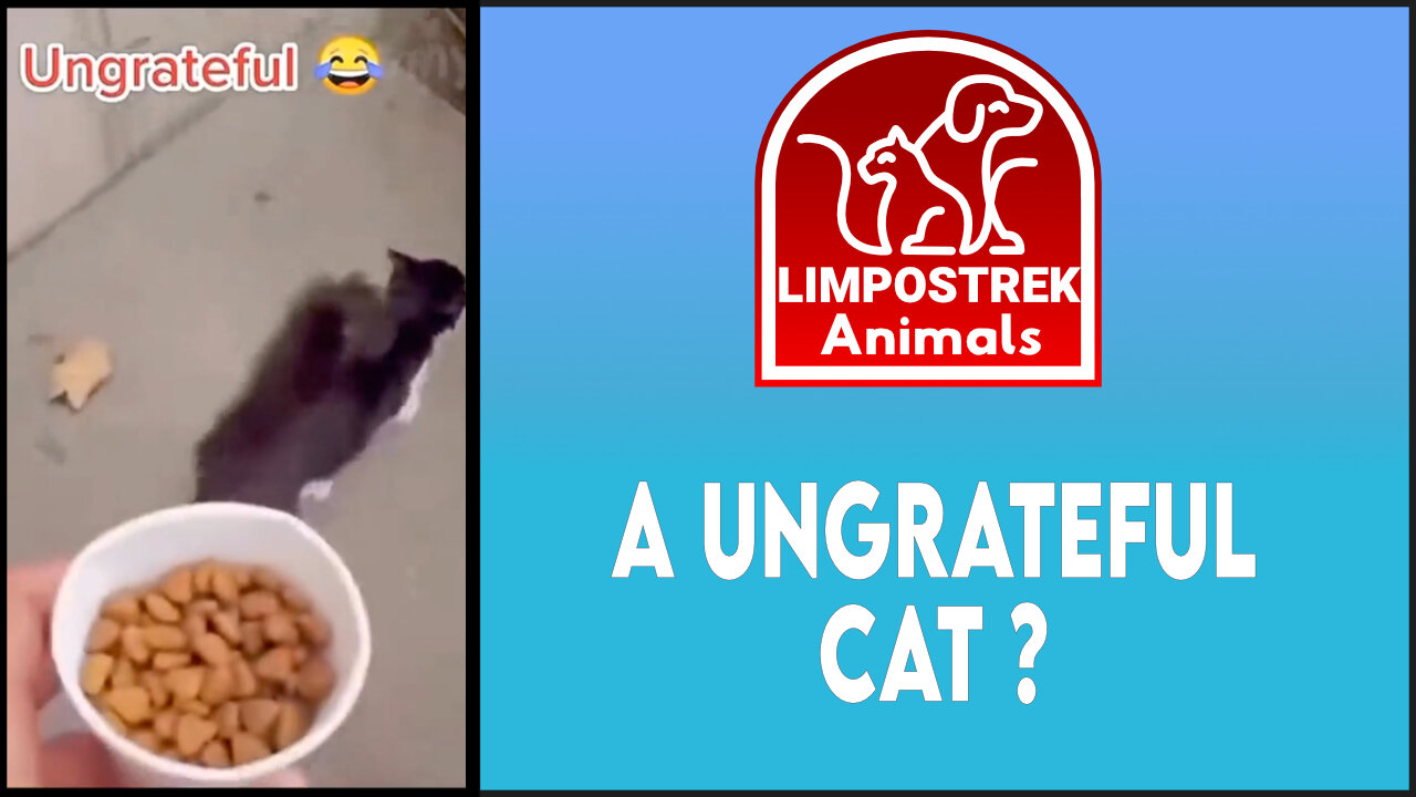 A ungrateful cat?