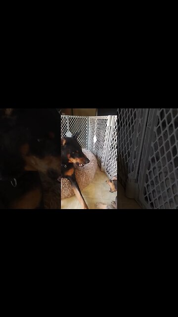 They Look Viscous. But They Are Just Playing. 🐕❤️ #doberman #dobermanpinscher #dobermanlove #dobies