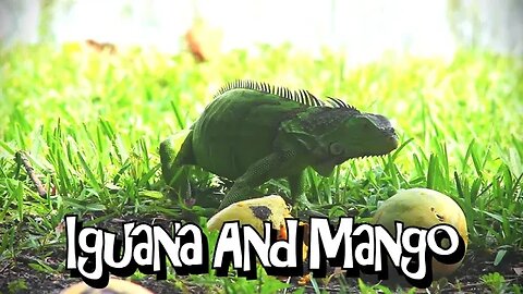 Iguana And Mango