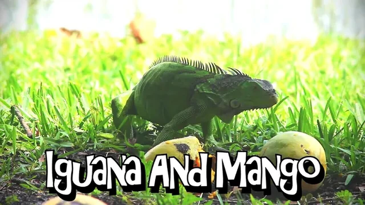 Iguana And Mango