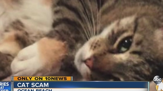 Woman's search effort to find missing cat making her target for scammers