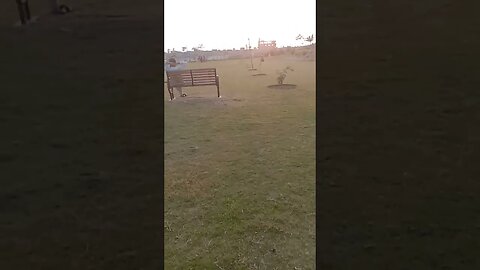 Beautiful flowers with afternoon view