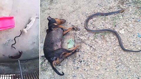 Hero Dogs Die Stopping Cobra From Reaching Sleeping Baby