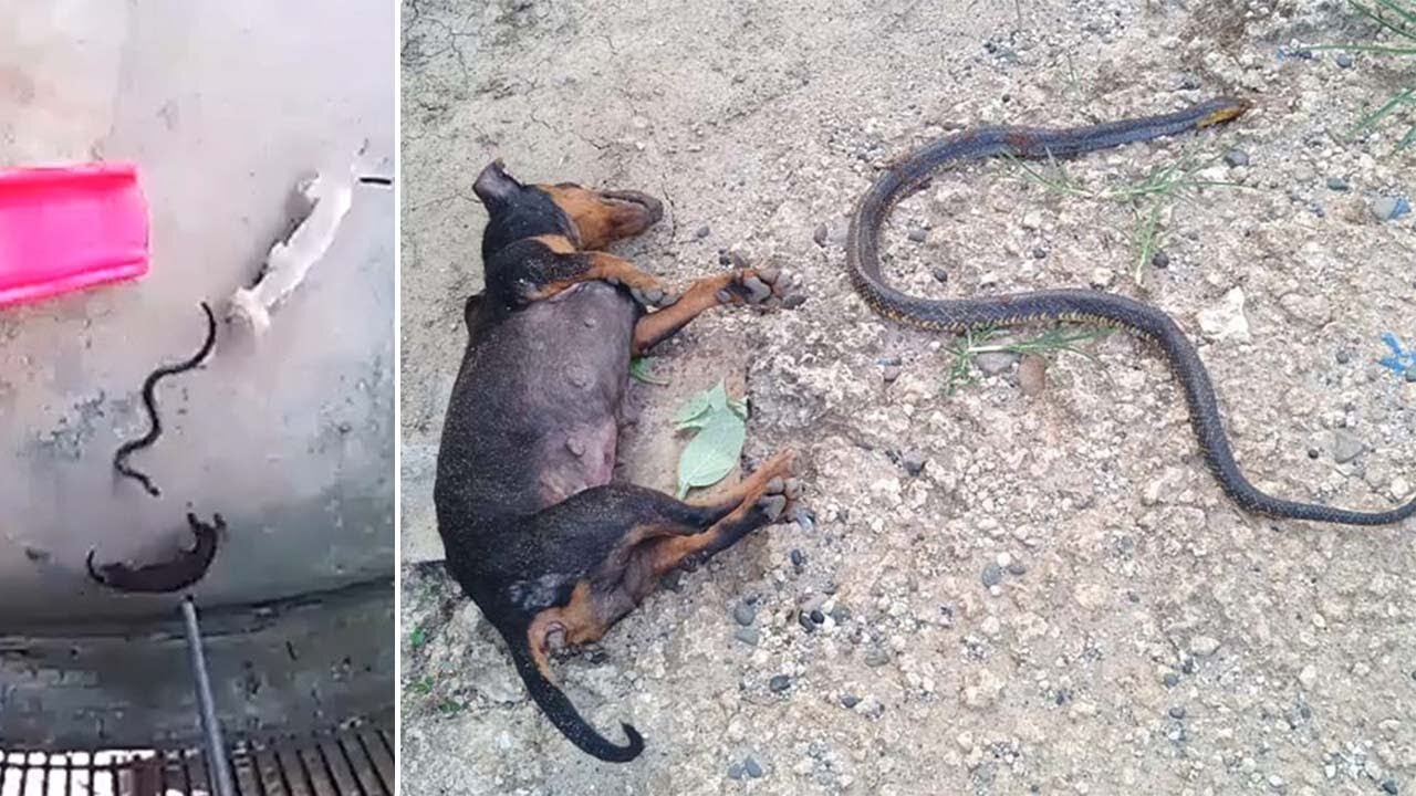 Hero Dogs Die Stopping Cobra From Reaching Sleeping Baby