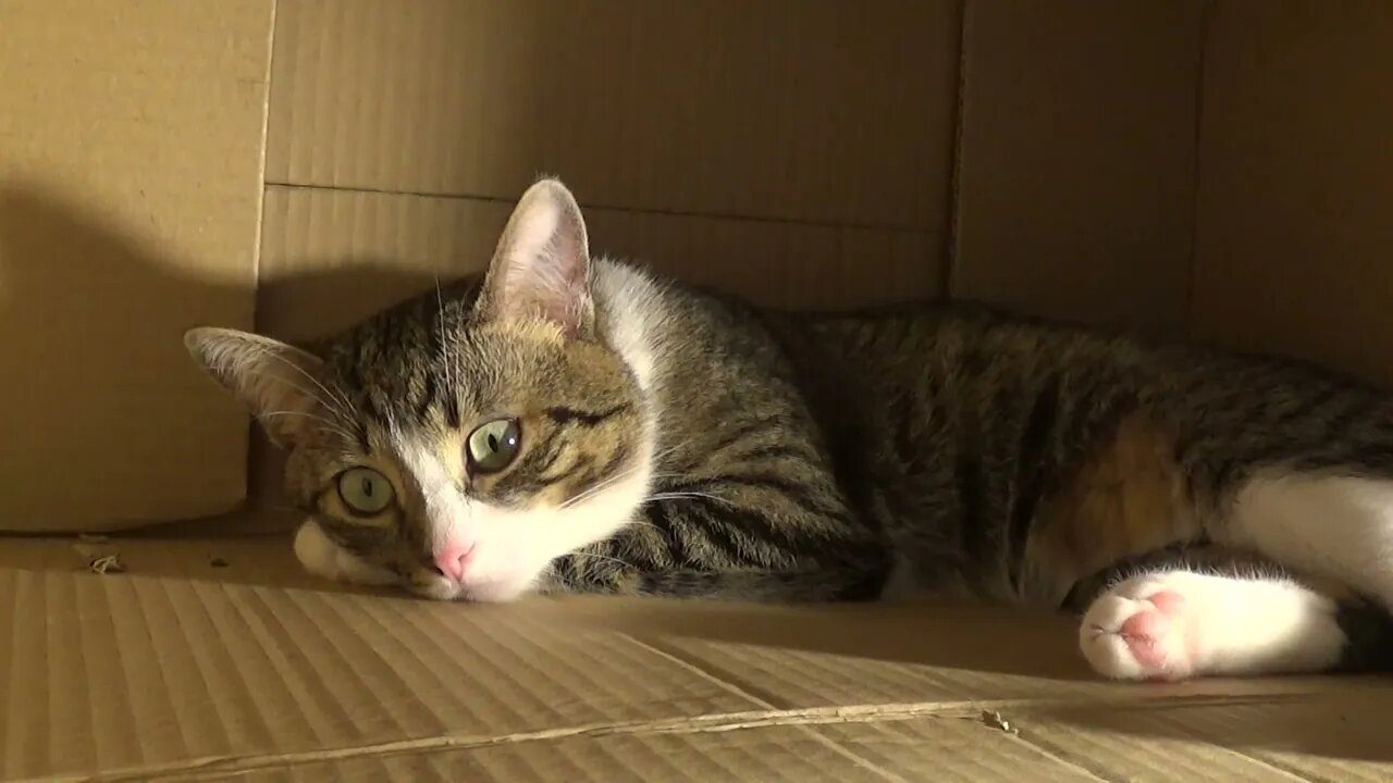 Cute Little Cat Sleeps in a Box