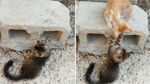 2 Cat Fight Cute Moment